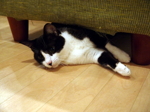 猫式ブログ~里親募集型猫カフェ