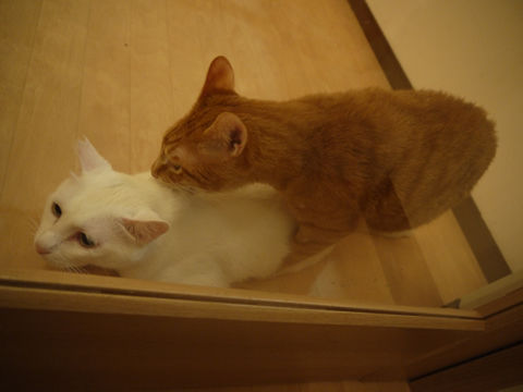猫式ブログ~里親募集型猫カフェ