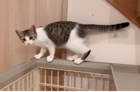 7233D3D4-C7C9-4653-B3FD-29ABDD01D825