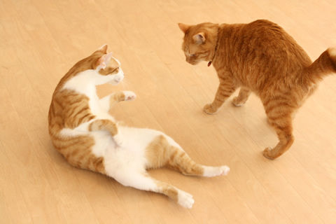 猫式ブログ~里親募集型猫カフェ