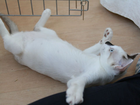 猫式ブログ~里親募集型猫カフェ