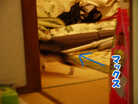 猫式ブログ～里親募集型猫カフェ