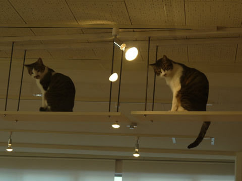 猫式ブログ~里親募集型猫カフェ