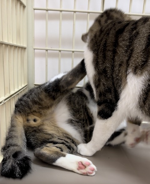 606BEAD7-DD25-48FE-8575-D13631A6F48C