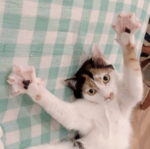 977AC0CA-B65B-454B-BFF9-DF0BD988369A