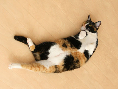 猫式ブログ~里親募集型猫カフェ