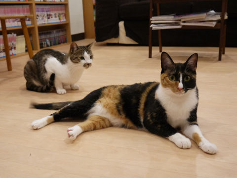 猫式ブログ～里親募集型猫カフェ
