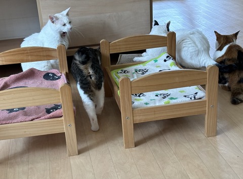 C3332019-53DC-4B80-A825-D27E512058E4