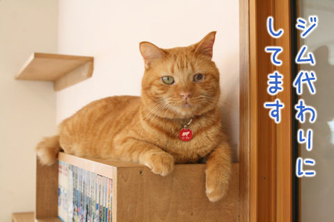 猫式ブログ~里親募集型猫カフェ