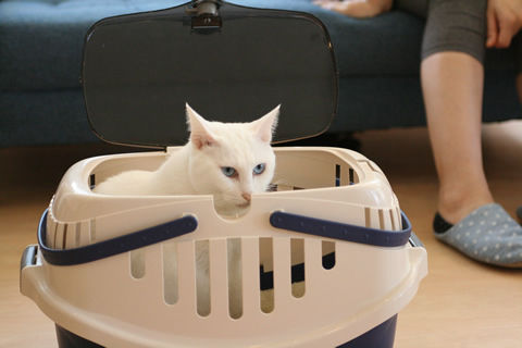 猫式ブログ~里親募集型猫カフェ