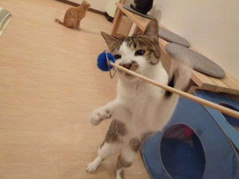 猫式ブログ~里親募集型猫カフェ