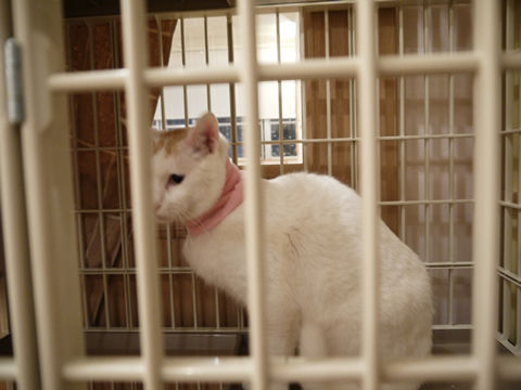 猫式ブログ~里親募集型猫カフェ