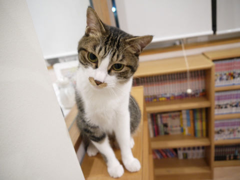 猫式ブログ~里親募集型猫カフェ