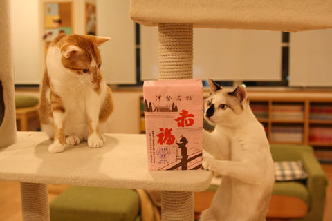 猫式ブログ～里親募集型猫カフェ