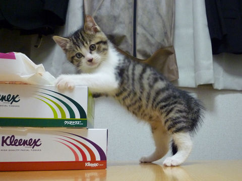 猫式ブログ~里親募集型猫カフェ