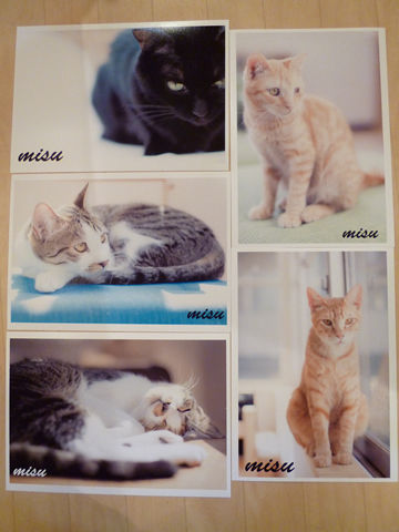 猫式ブログ