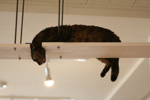 猫式ブログ~里親募集型猫カフェ
