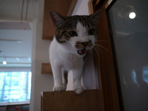 猫式ブログ~里親募集型猫カフェ
