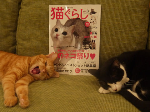 猫式ブログ~里親募集型猫カフェ