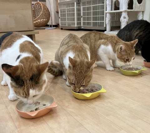 D9C16FD1-2892-4CFF-9FF0-A807E1C54384