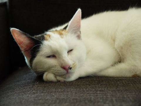 猫式ブログ~里親募集型猫カフェ