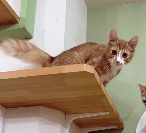 9D636A7B-C011-4FCC-BFBD-EAD4E4C34A2D