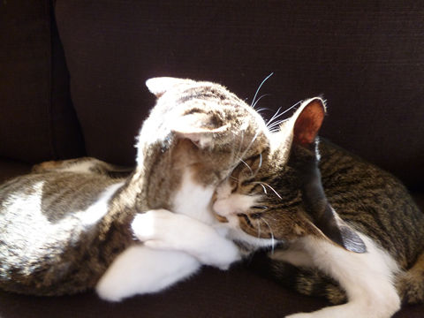 猫式ブログ