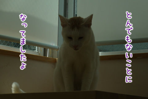 猫式ブログ～里親募集型猫カフェ