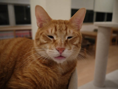 猫式ブログ～里親募集型猫カフェ