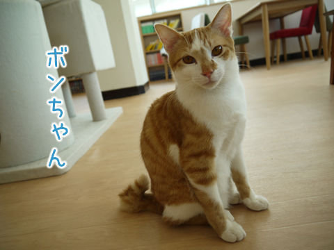 猫式ブログ~里親募集型猫カフェ