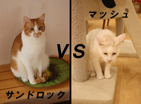 サンドロックマッシュ