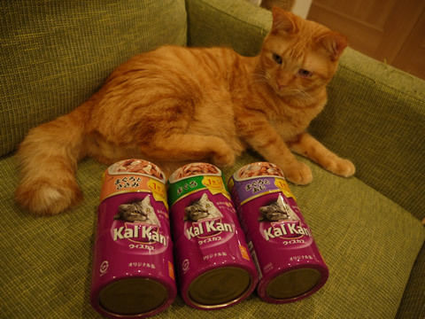 猫式ブログ~里親募集型猫カフェ