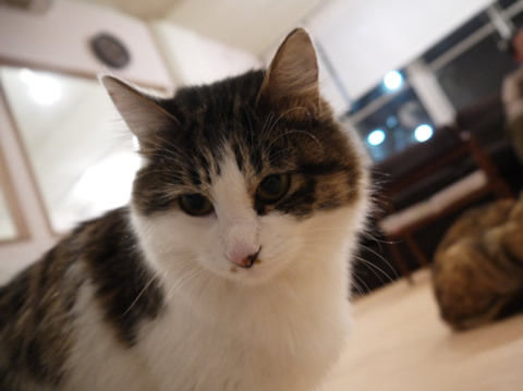 猫式ブログ~里親募集型猫カフェ