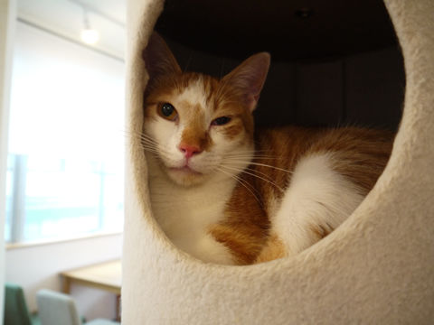 猫式ブログ~里親募集型猫カフェ