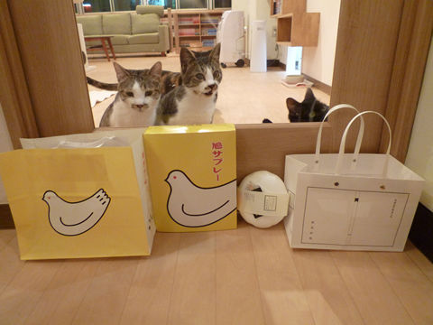 猫式ブログ~里親募集型猫カフェ