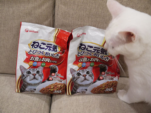 猫式ブログ~里親募集型猫カフェ