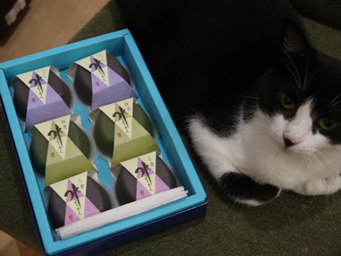 猫式ブログ~里親募集型猫カフェ