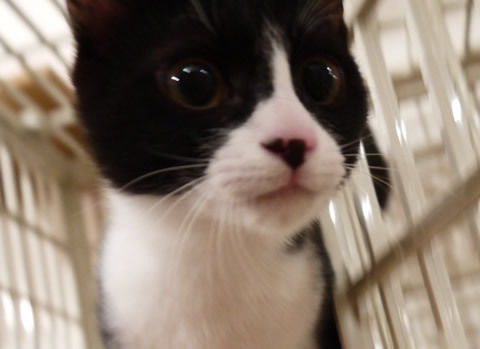 猫式ブログ~里親募集型猫カフェ
