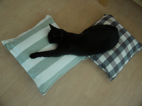 猫式ブログ~里親募集型猫カフェ