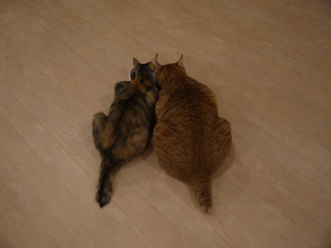 猫式ブログ~里親募集型猫カフェ