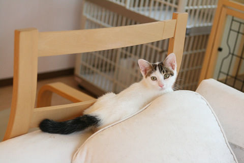 猫式ブログ~里親募集型猫カフェ