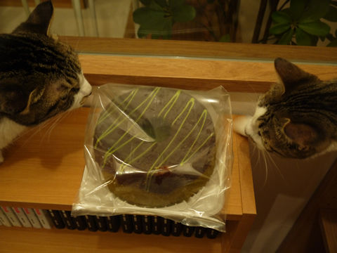 猫式ブログ～里親募集型猫カフェ