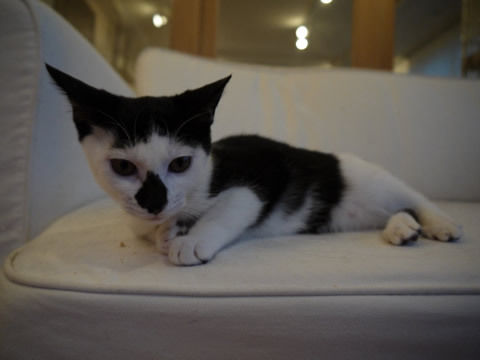 猫式ブログ~里親募集型猫カフェ