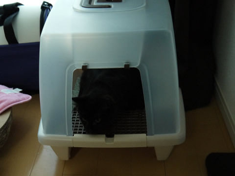 猫式ブログ~里親募集型猫カフェ