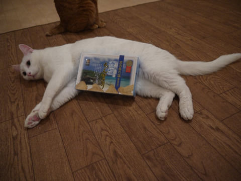 猫式ブログ~里親募集型猫カフェ