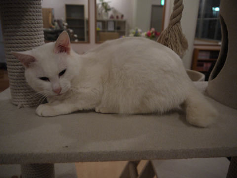 猫式ブログ～里親募集型猫カフェ