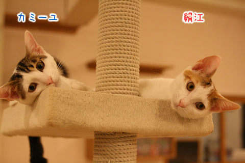 猫式ブログ～里親募集型猫カフェ