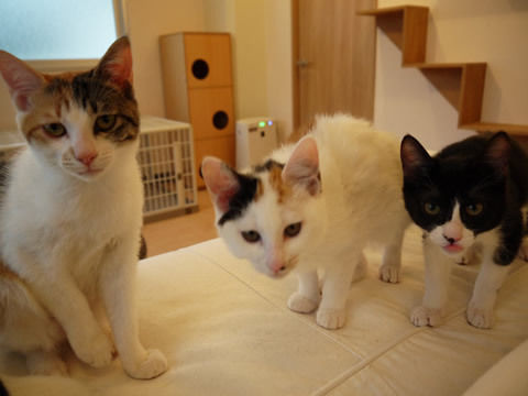 猫式ブログ～里親募集型猫カフェ