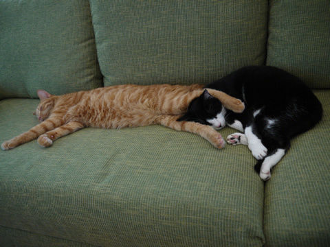 猫式ブログ～里親募集型猫カフェ