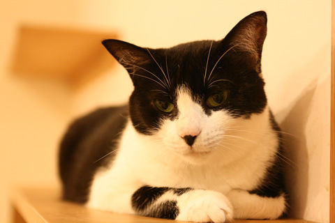 猫式ブログ~里親募集型猫カフェ